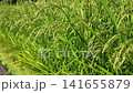 Rice cultivation and agriculture in slow motion: rice paddies with ripening rice stalks swaying in the breeze. 141655879