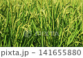 Rice cultivation and agriculture in slow motion: rice paddies with ripening rice stalks swaying in the breeze. 141655880