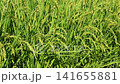 Rice cultivation and agriculture in slow motion: rice paddies with ripening rice stalks swaying in the breeze. 141655881
