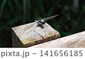 A male Orthetrum albistylum dragonfly perched on a tree: an insect in slow motion. 141656185