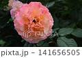 amazing peach-apricot color peony type rose blossoming at cloudy evening. 141656505
