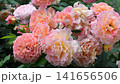 amazing peach-apricot color peony type roses blossoming at cloudy morning. 141656506