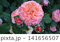 amazing peach-apricot color peony type roses blossoming at cloudy evening. 141656507