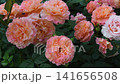 amazing peach-apricot color peony type roses blossoming at cloudy evening. 141656508