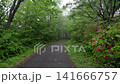 Paved forest road 141666757