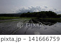 Rice planting proceeds under clear skies. 141666759