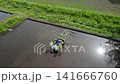 Rice planting proceeds under clear skies. 141666760