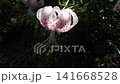Yuri Kanoko 141668528