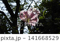 Yuri Kanoko 141668529