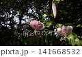 Yuri Kanoko 141668532