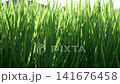 傍晚，綠油油的稻田在風中搖曳。 141676458