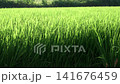 傍晚，綠油油的稻田在風中搖曳。 141676459