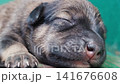 Tiny sleeping puppy with twitching ears, nose, eyes 141676608