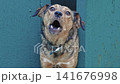 Angry dog barking while sitting in its kennel 141676998