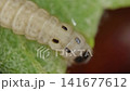 Caterpillar crawling on a green leaf 141677612