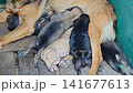 Puppies suckling milk from their mother dog 141677613