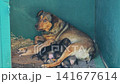 Mother dog nursing her puppies 141677614