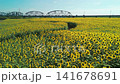 Aerial view of a sunflower field along a riverbank. 141678691