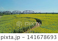 Aerial view of a sunflower field along a riverbank. 141678693