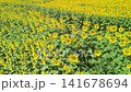 Aerial view of a sunflower field along a riverbank. 141678694