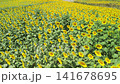 Aerial view of a sunflower field along a riverbank. 141678695