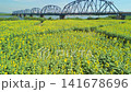 Aerial view of a sunflower field along a riverbank. 141678696