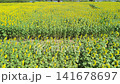 Aerial view of a sunflower field along a riverbank. 141678697