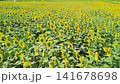 Aerial view of a sunflower field along a riverbank. 141678698