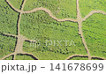 Aerial view of a sunflower field along a riverbank. 141678699