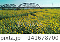 Aerial view of a sunflower field along a riverbank. 141678700