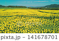 Aerial view of a sunflower field along a riverbank. 141678701