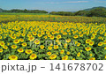 Aerial view of a sunflower field along a riverbank. 141678702