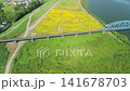 Aerial view of a sunflower field along a riverbank. 141678703