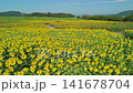 Aerial view of a sunflower field along a riverbank. 141678704