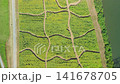 Aerial view of a sunflower field along a riverbank. 141678705
