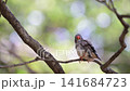 4K video of small birds such as zebra finches resting in the shade of a tree. 141684723