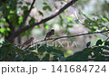 4K video of small birds such as zebra finches resting in the shade of a tree. 141684724