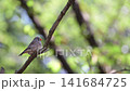 4K video of small birds such as zebra finches resting in the shade of a tree. 141684725