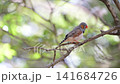 4K video of small birds such as zebra finches resting in the shade of a tree. 141684726