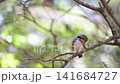 4K video of small birds such as zebra finches resting in the shade of a tree. 141684727