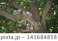 4K video of small birds such as cockatiels resting in the shade of a tree. 141684858