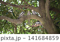 4K video of small birds such as cockatiels resting in the shade of a tree. 141684859