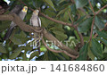 4K video of small birds such as cockatiels resting in the shade of a tree. 141684860