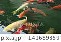Vibrant koi fish swimming in a tranquil garden pond. Beautiful orange, white, gold, and spotted Japanese carp in dark green water. Peaceful aquatic life scene for nature and landscaping concepts. 141689359