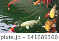 Top view of vibrant koi carp fish swimming in a dark garden pond. Various colorful species including Kohaku, Ogon, and Sanke koi gliding through the water. Beautiful aquatic life scene. 141689360