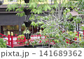 Traditional Japanese metal rain chain kusari doi with decorative cup design in garden setting. Rain water flows through the cups against blurred background of green trees and red bridge. 141689362