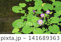 Purple water lilies blooming among vibrant green lily pads in a tranquil pond. Clear water reveals a stony bottom. Peaceful nature scene showcasing aquatic flora in a garden setting. 141689363