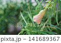 delicate peach-colored flower bud covered in fresh morning dew drops. Lush green leaves create a soft bokeh background. Elegant botanical nature photography in a tropical garden. 141689367