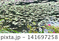 睡蓮の葉で埋め尽くされた池の水面 長谷池 141697258