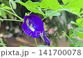 Butterfly Pea flower or Asian pigeonwings is flower herbal plant use  coloring  blue and purple for ancient Thai desserts. 141700078
